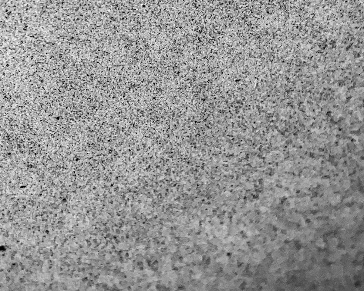 a black and white photo of a bird on the ground