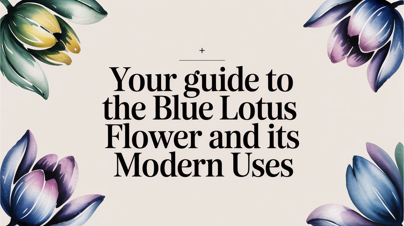 Your Guide to the Blue Lotus Flower and Its Modern Uses
