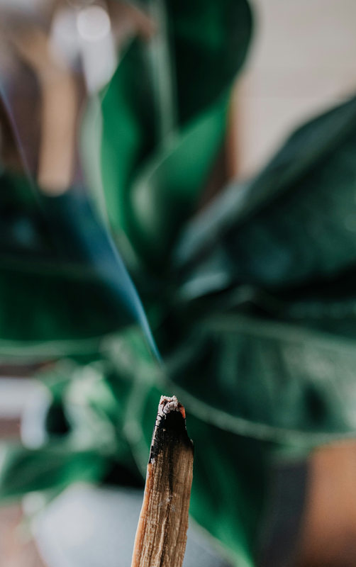 smoke cleansing palo santo stick and plant