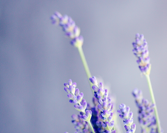 lavender sprigs on purple background