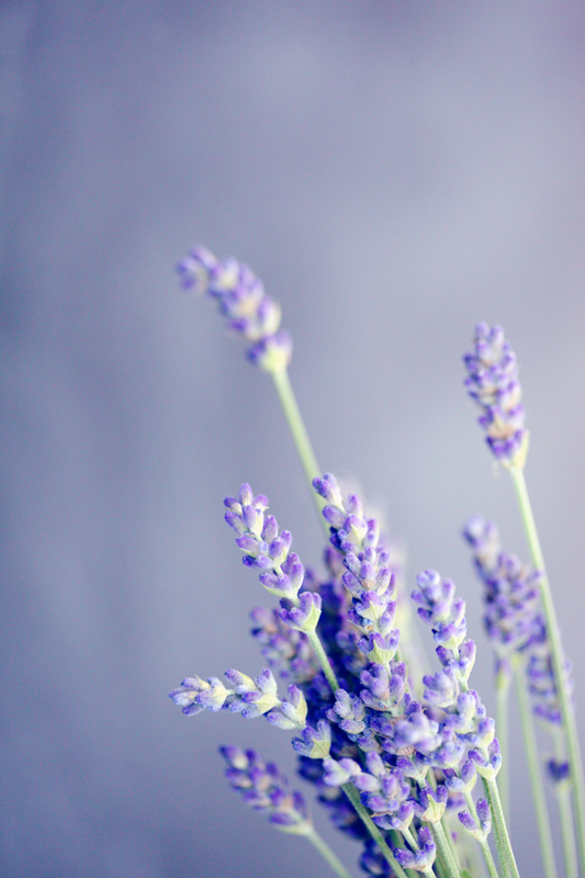 lavender sprigs on purple background