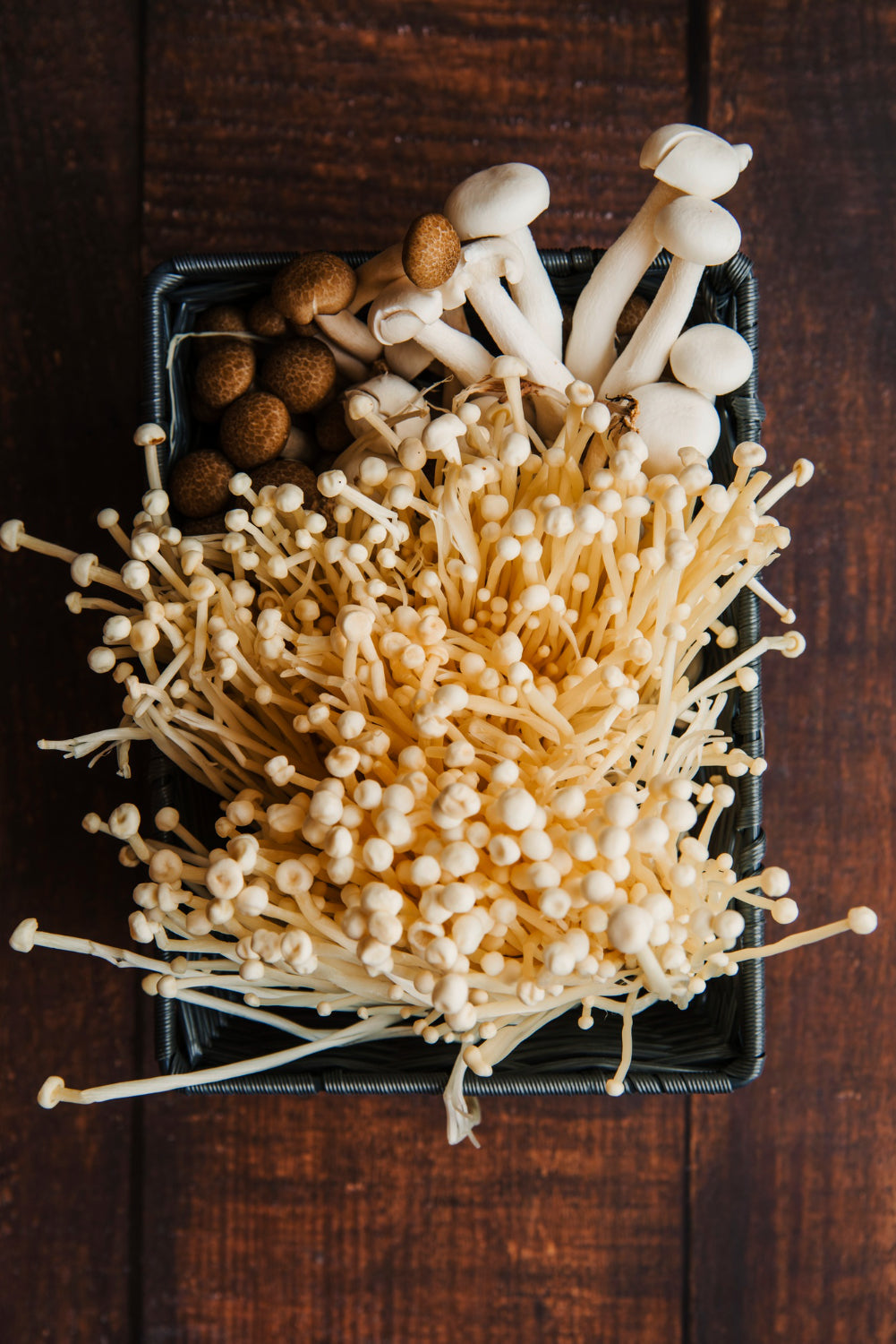 variety of medicinal mushrooms