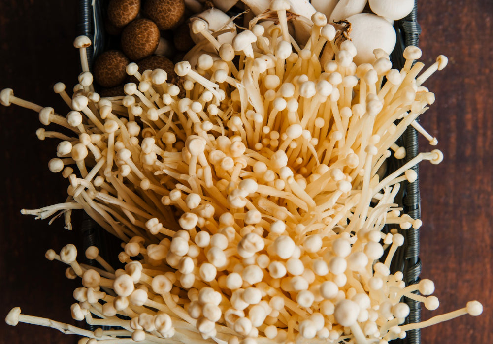 variety of medicinal mushrooms