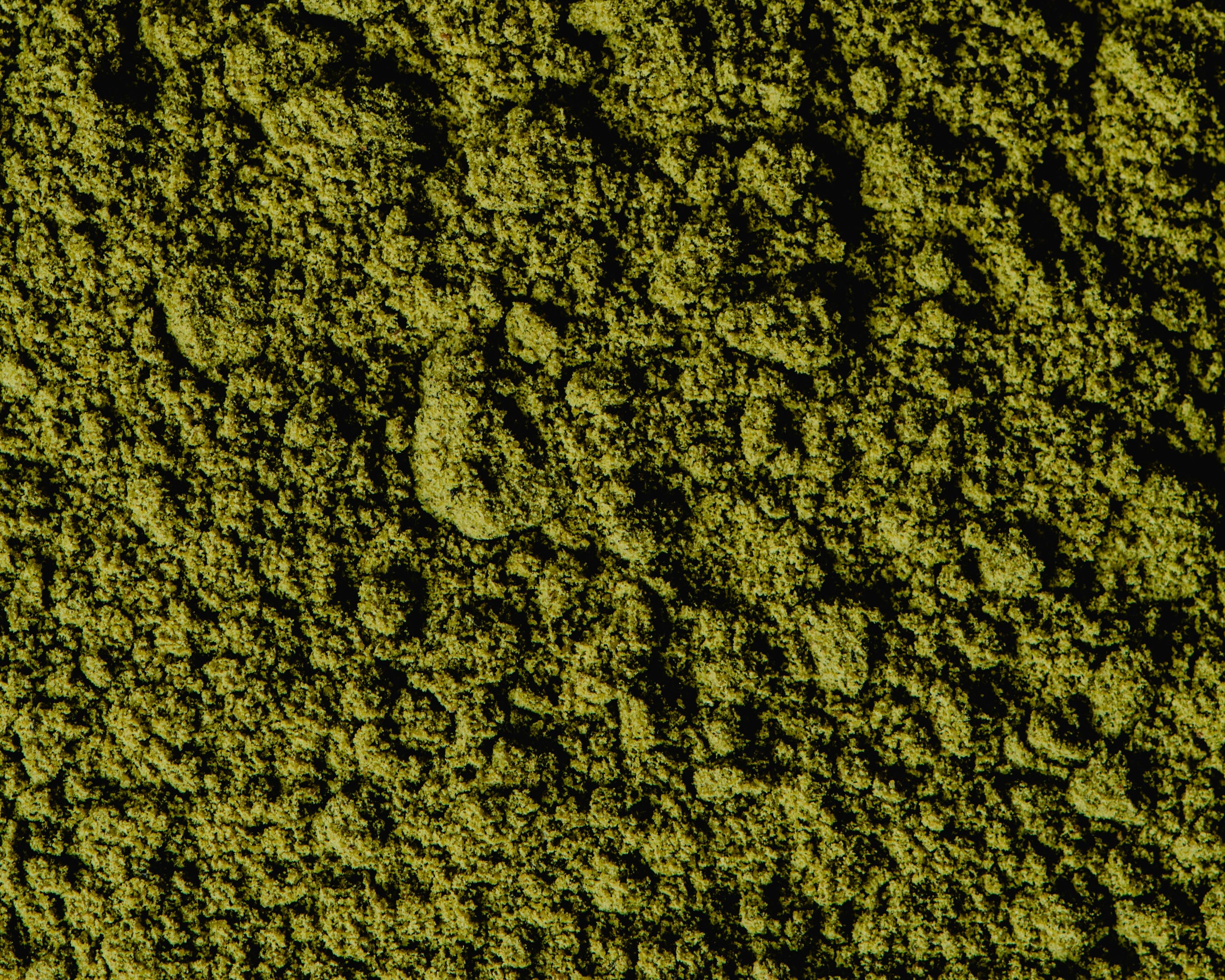 matcha latte powder