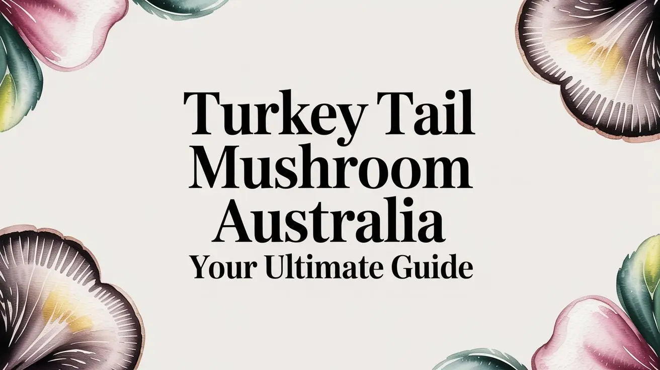Turkey Tail Mushroom Australia Your Ultimate Guide