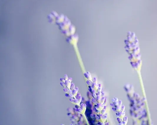 lavender sprigs on purple background