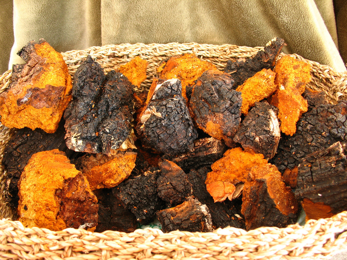 chaga mushroom growth removed from trees