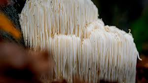 growing lions mane mushroom