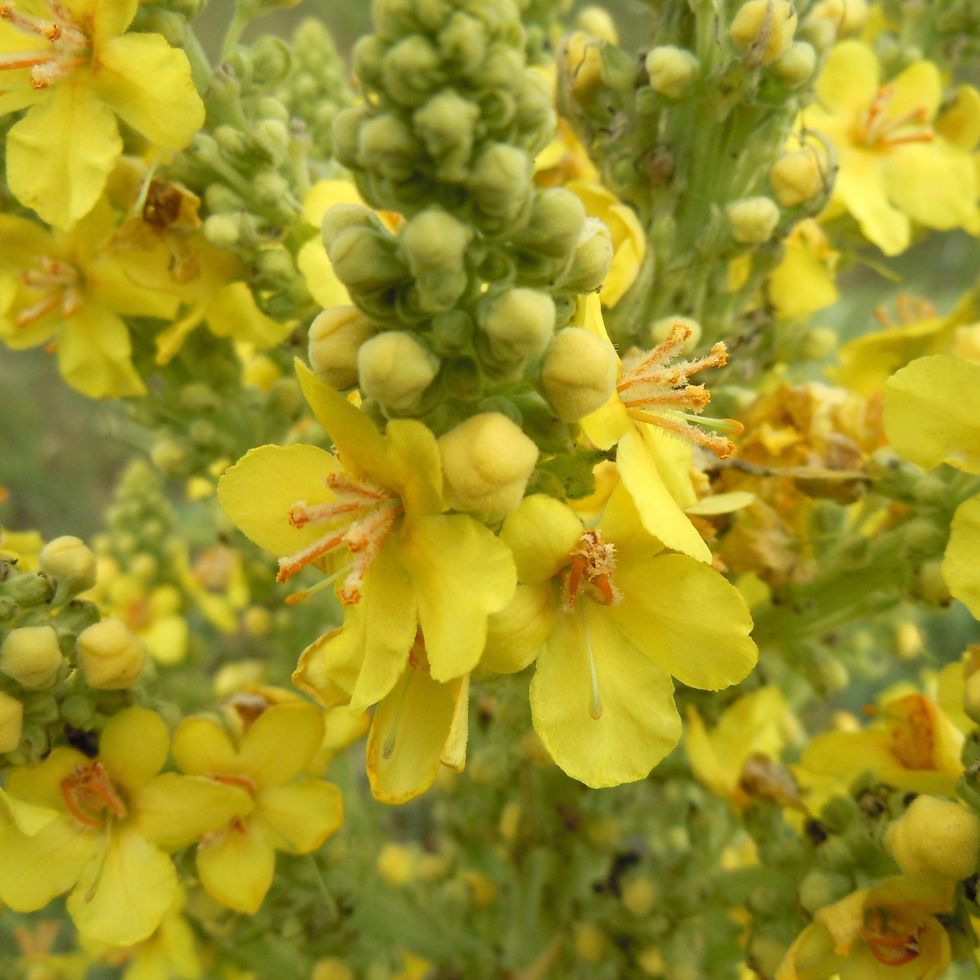 100g Organic Mullein Leaf - Dried Herbal Verbascum Thapsis - Health & Beauty > Nutrition & Supplements > Vitamins &