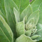 100g Organic Mullein Leaf - Dried Herbal Verbascum Thapsis - Health & Beauty > Nutrition & Supplements > Vitamins &