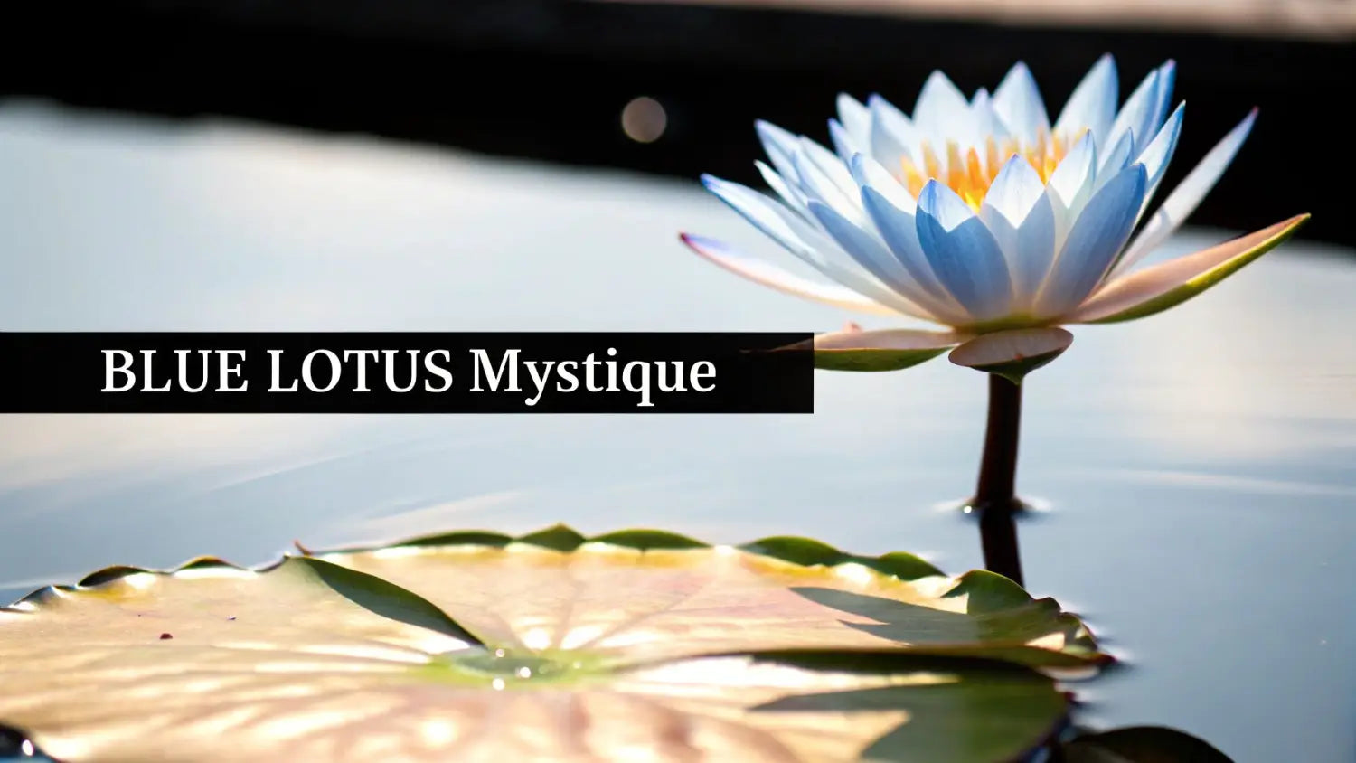 A beautiful blue lotus flower with a vibrant yellow center floats on calm water, alongside a lily pad.