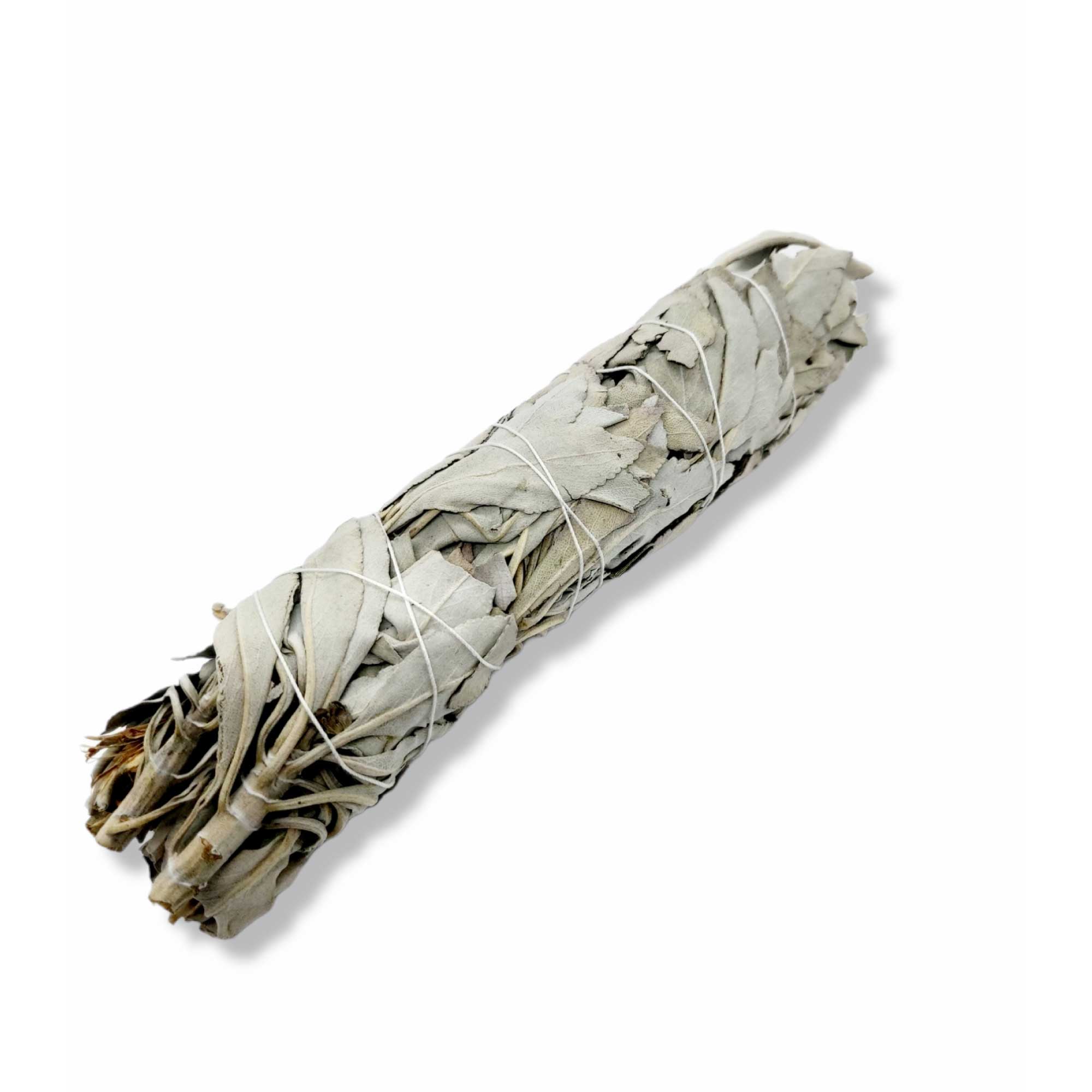 Bundle of dried White Sage leaves for sage smudge sticks from coastal mountains