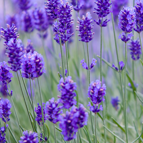 Lavender Essential Oil - Health & Beauty > Massage & Relaxation > Massage Oils