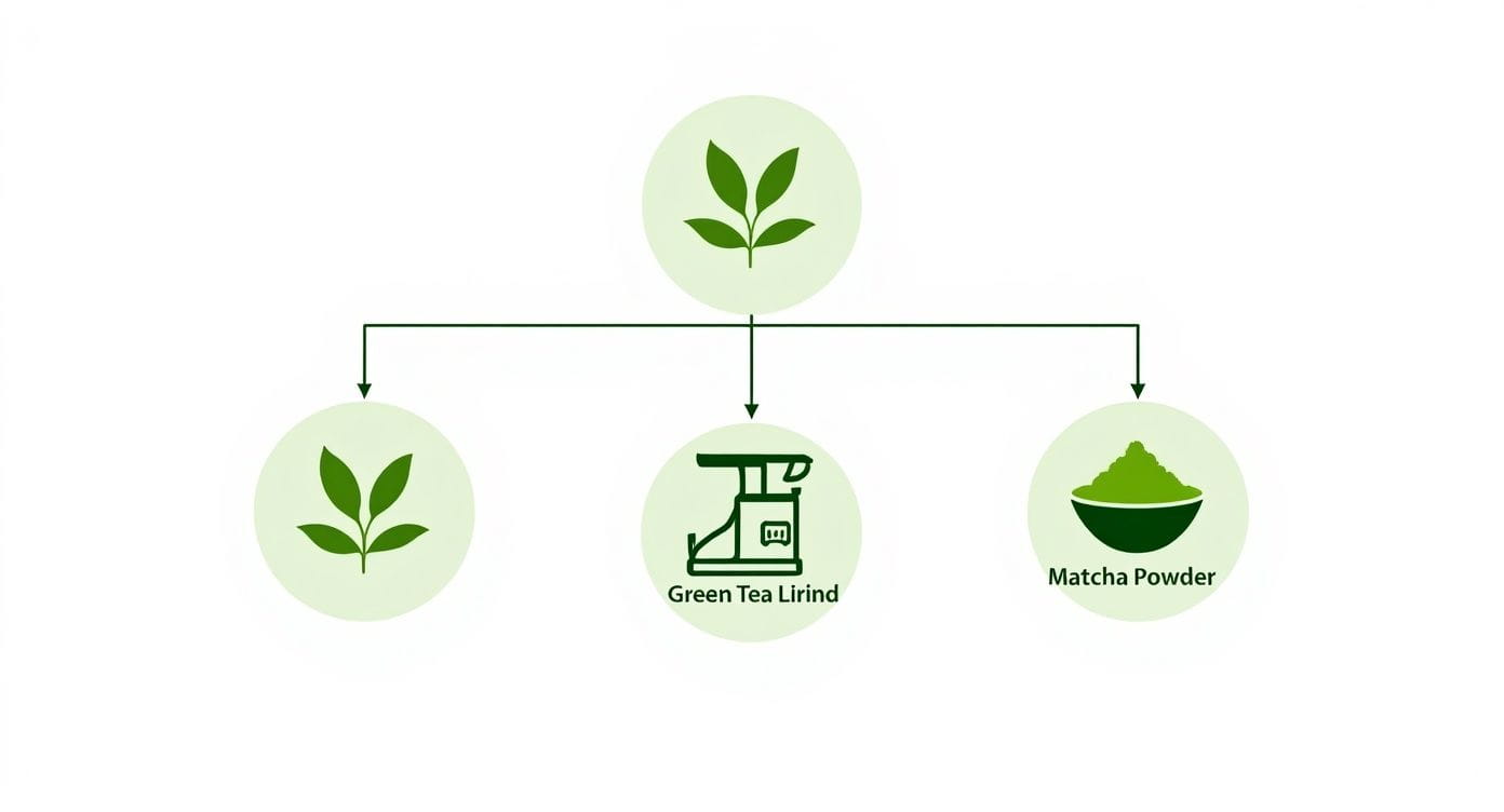 A diagram illustrating the process from tea leaves to green tea lirind and matcha powder.