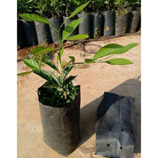 Premium 100 pcs Thickened Plastic Plant Nursery Bags
