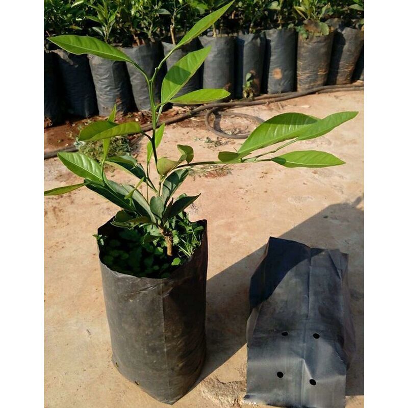 Premium 100 pcs Thickened Plastic Plant Nursery Bags