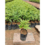 Premium 100 pcs Thickened Plastic Plant Nursery Bags