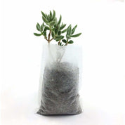 Premium 500 pcs Non-Woven Plant Grow Bags