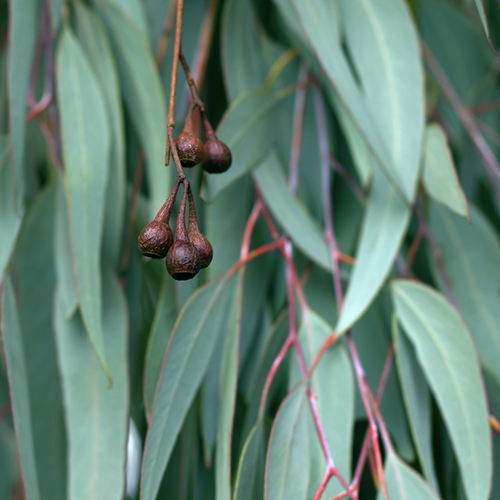 Eucalyptus Essential Oil - Health & Beauty > Massage & Relaxation > Massage Oils