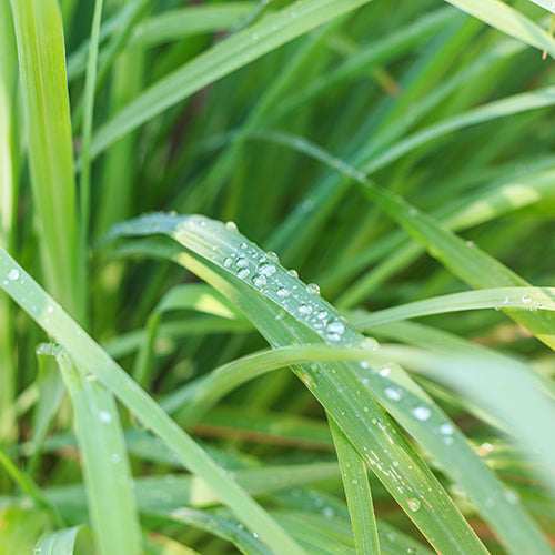 Lemongrass Essential Oil - Health & Beauty > Massage & Relaxation > Massage Oils