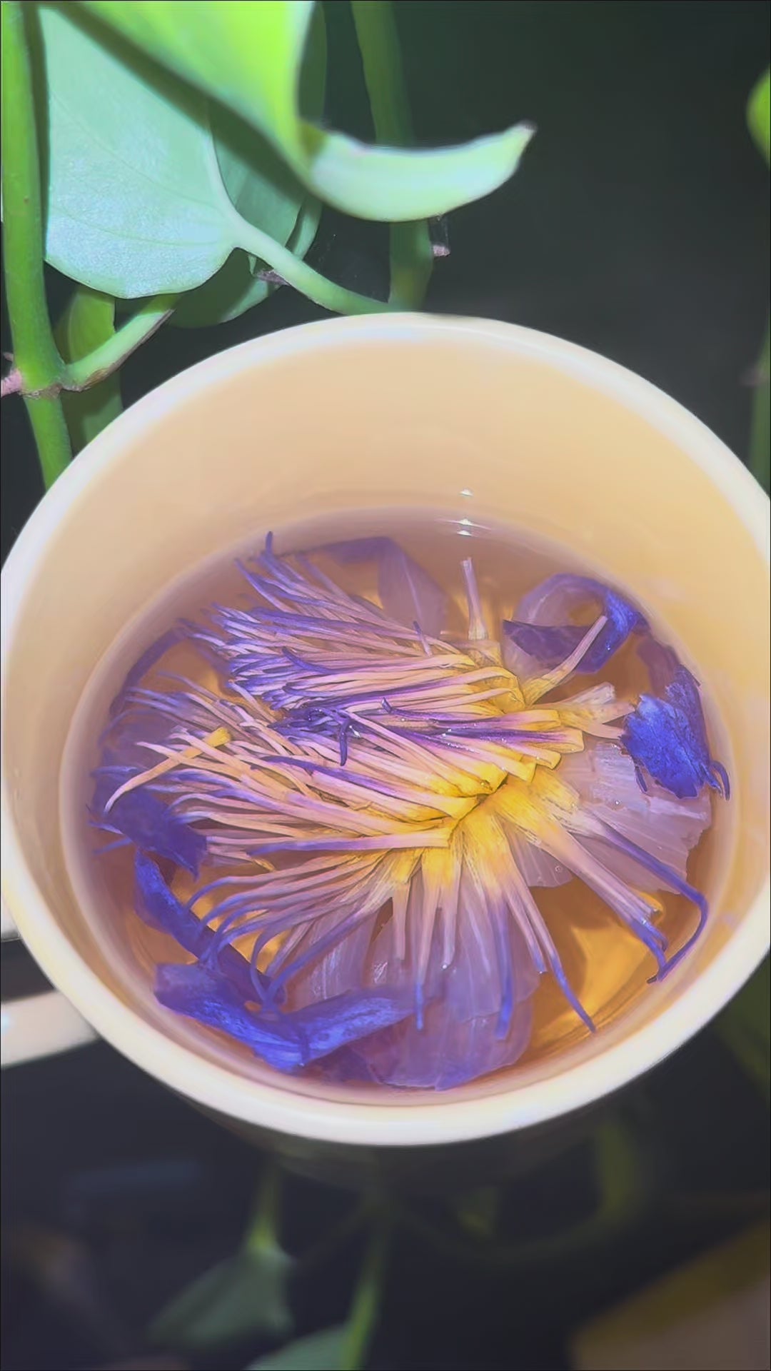 Premium Blue Lotus Flower - dried 10g